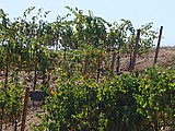 06-Pride vines.jpg