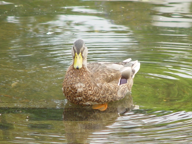 02-duck.jpg